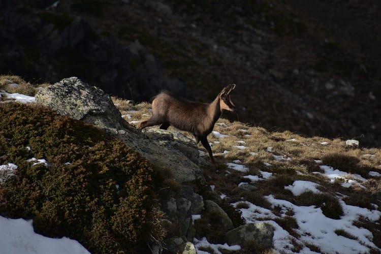 La fauna pirenenca